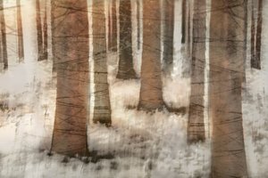 Una foresta invernale da sogno da Christina Sillen