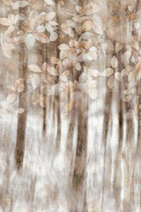 Foglie da bosco da sogno da Christina Sillen