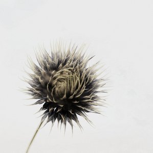 Elegante cardo essiccato