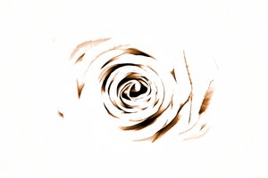 Elegante Sepia Rose da Christina Sillen