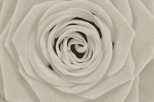 Elegante rosa bianca da Christina Sillen