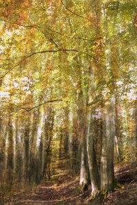 Il sentiero della foresta incantata da Christina Sillen