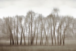 Alberi sfocati e eterei da Christina Sillen