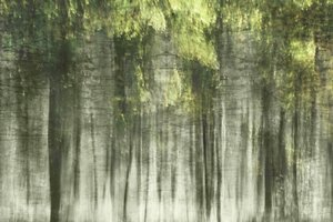 Luce della foresta eterea da Christina Sillen