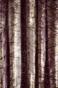 Luce eterea della foresta da Christina Sillen
