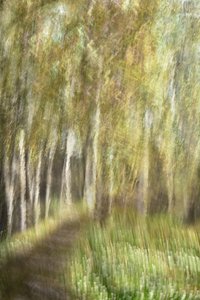 Passeggiata nella foresta eterea da Christina Sillen