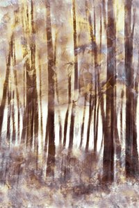 Foresta invernale eterea da Christina Sillen