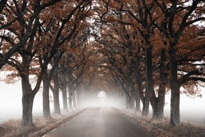 Un tunnel di alberi autunnali avvolto nella nebbia da Christina Sillen