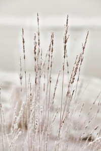 Erba invernale ricoperta di brina da Christina Sillen