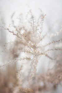 Delicate erbe essiccate da Christina Sillen