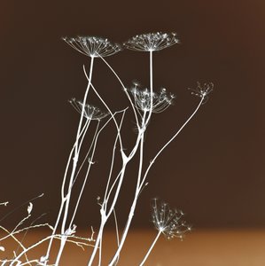 Forme botaniche luminose da Christina Sillen