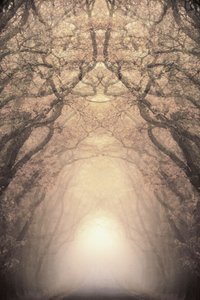 Il tunnel di alberi illuminati