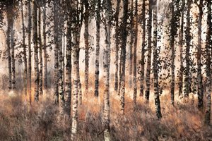 Foresta della Betulla Dorata da Christina Sillen