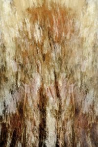 Impressione della Foresta Dorata da Christina Sillen