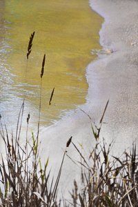 Golden Shore Reeds da Christina Sillen
