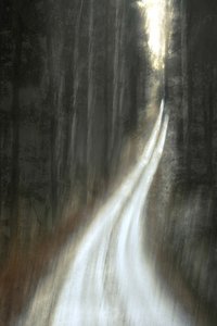 Sentiero luminoso nella foresta