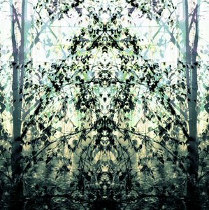 Il sogno della foresta specchiata da Christina Sillen