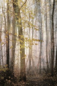Sentiero autunnale nella nebbia da Christina Sillen