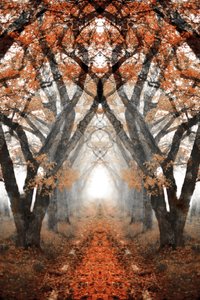 Sentiero autunnale nella nebbia da Christina Sillen
