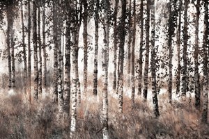 Foresta di betulle avvolta nella nebbia da Christina Sillen