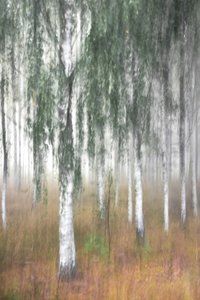 Foresta di betulle avvolta dalla nebbia da Christina Sillen
