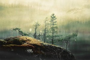 Pini della foresta nebbiosa da Christina Sillen