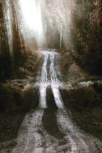 Strada nella foresta nebbiosa