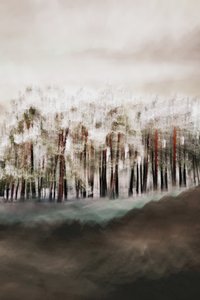 La serenità della foresta nebbiosa da Christina Sillen