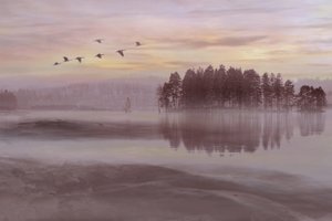 Il volo degli uccelli sul lago nebbioso da Christina Sillen