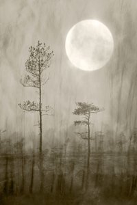 Misty Moon - Il libro