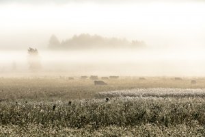 Mucche in una mattina nebbiosa da Christina Sillen