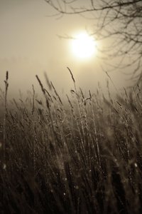 Il sole del mattino nella nebbia da Christina Sillen