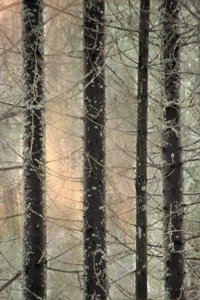 Foresta invernale avvolta dalla nebbia da Christina Sillen