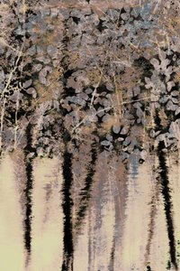 Riflessioni sulla foresta di Moody da Christina Sillen