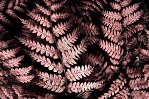 Felci rosa malinconiche