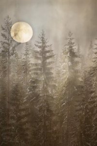 Foresta invernale al chiaro di luna da Christina Sillen