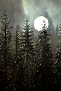 Foresta invernale al chiaro di luna da Christina Sillen