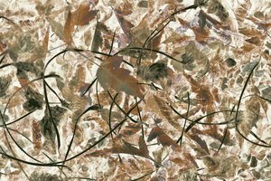 Fogliame della foresta dai colori tenui da Christina Sillen
