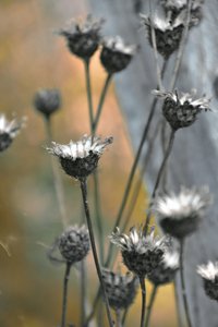 Cardo selvatico dai colori tenui da Christina Sillen