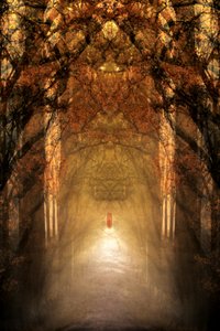 Il tunnel della foresta mistica da Christina Sillen