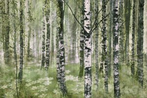Tranquilla foresta di betulle da Christina Sillen