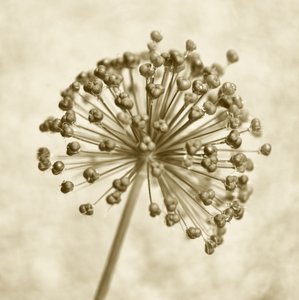 Sfera di Allium color seppia da Christina Sillen