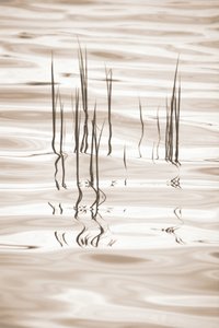 Riflessi sereni sull