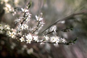 Fiori di prugnolo da Christina Sillen