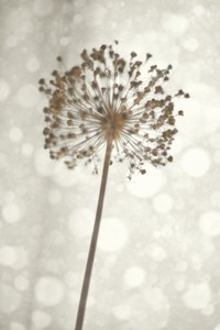 Delicato fiore di Allium da Christina Sillen