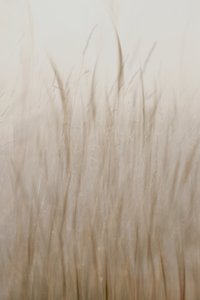 Erba beige chiaro da Christina Sillen