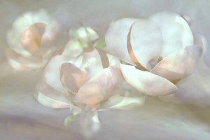 Delicati fiori di magnolia da Christina Sillen