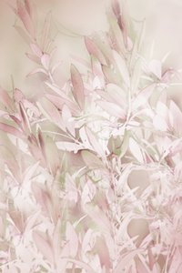 Morbidi fiori rosa da Christina Sillen