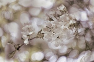 Delicati fiori primaverili da Christina Sillen