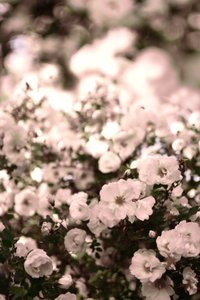Rose bianche delicate da Christina Sillen